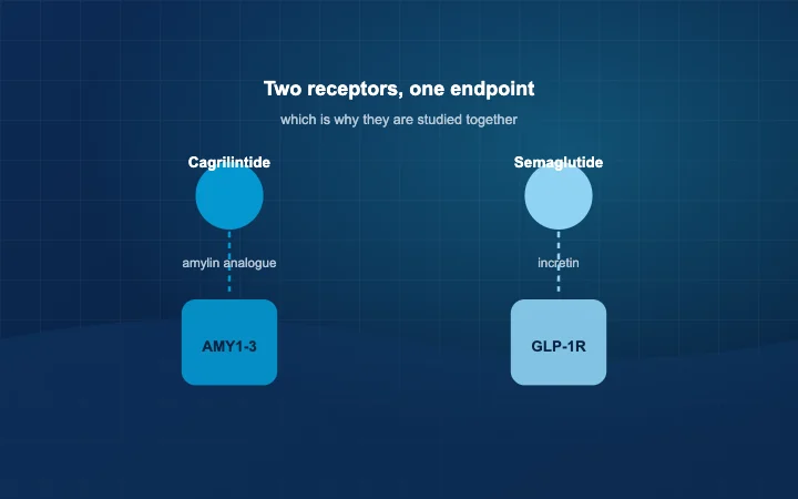 Amylin and GLP-1 receptor pathways drawn as two separate routes converging on energy balance