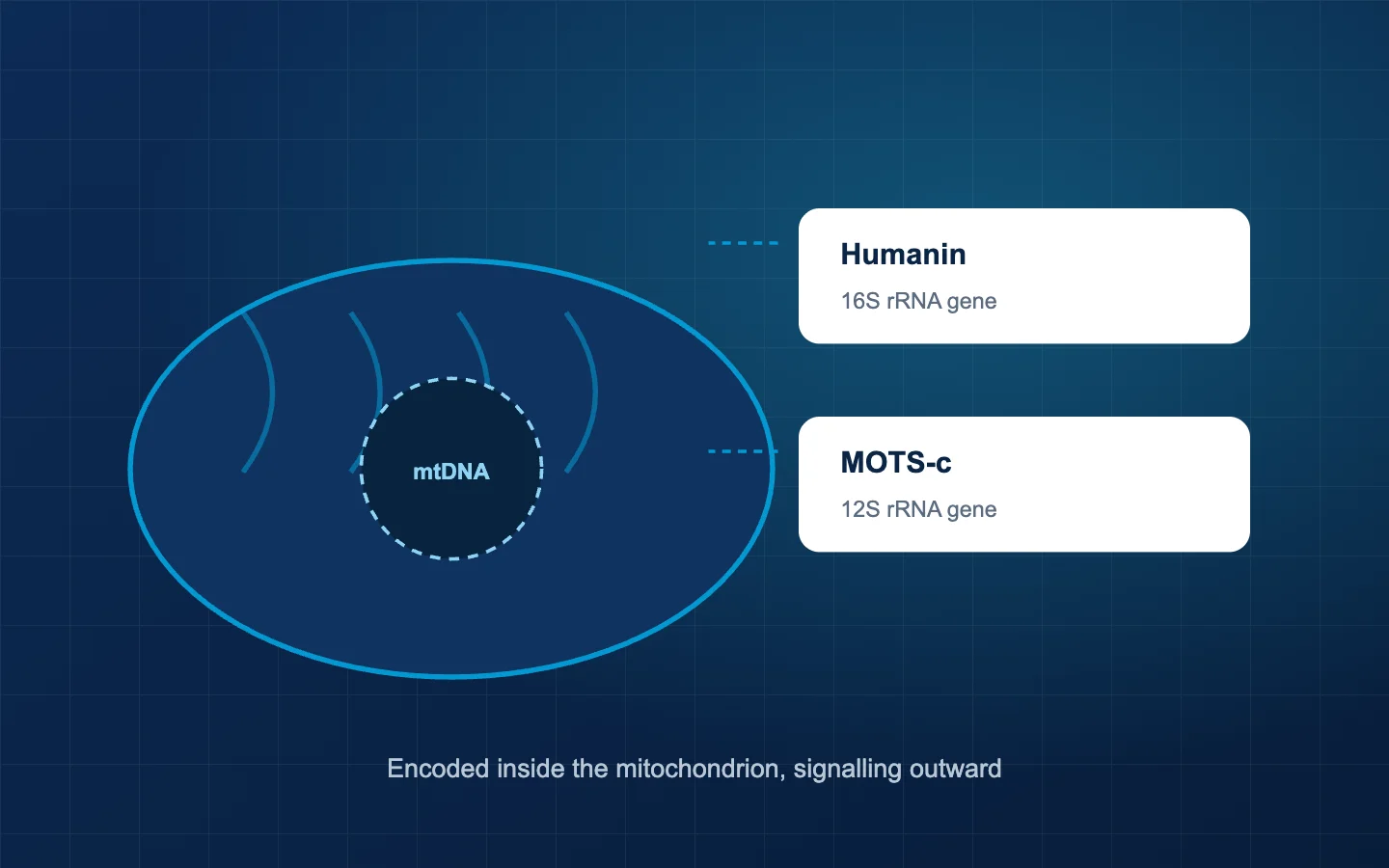 A mitochondrion with its own genome, and the short peptides encoded within it