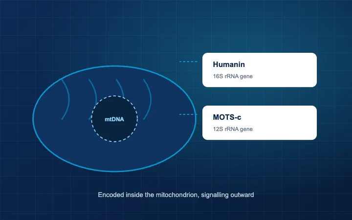 A mitochondrion with its own genome, and the short peptides encoded within it