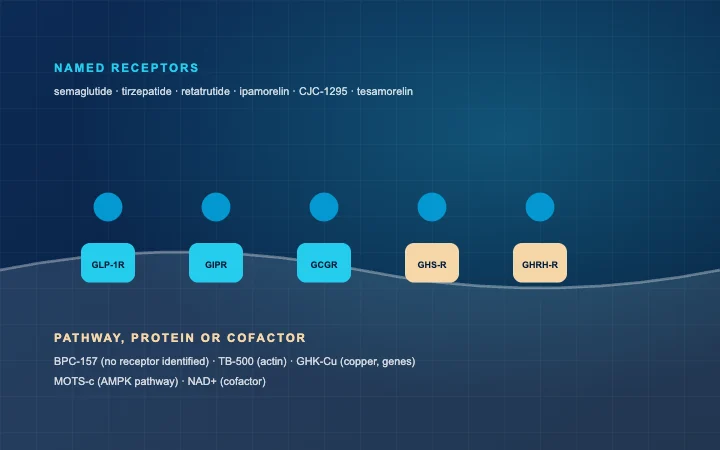 A table of compounds mapped to their receptors and targets, drawn as ligands docking on a cell surface